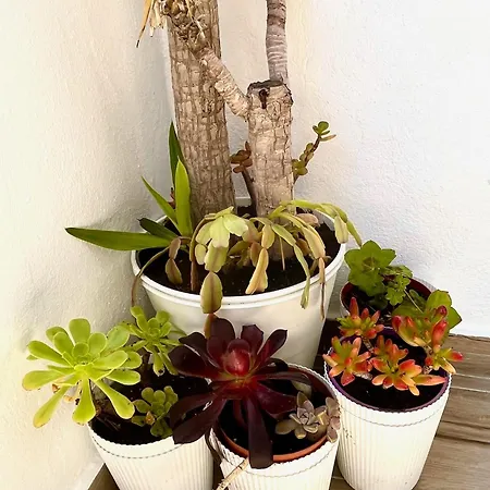 Excelstay - Balaia * Αλμπουφέιρα