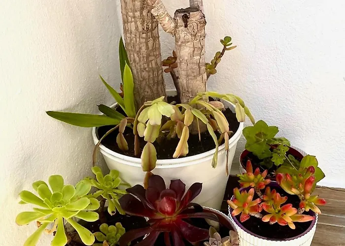 Excelstay - Balaia * 阿尔布费拉